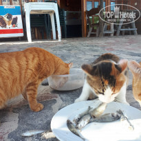 фото из отзыва ID 1927837