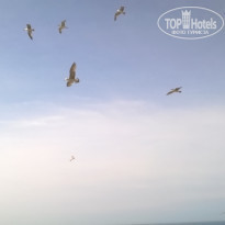 фото из отзыва ID 1950294