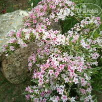 фото из отзыва ID 1953575