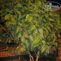 фото из отзыва ID 1974971