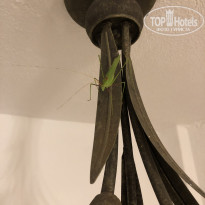 фото из отзыва ID 2014755