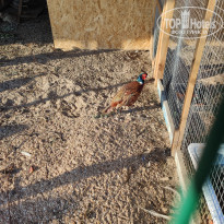 фото из отзыва ID 2021733