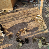 фото из отзыва ID 2021733