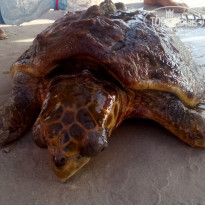 фото из отзыва ID 2057796