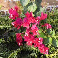 фото из отзыва ID 2069859