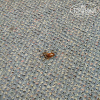 фото из отзыва ID 2081411