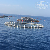 фото из отзыва ID 2086218