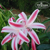фото из отзыва ID 2098637