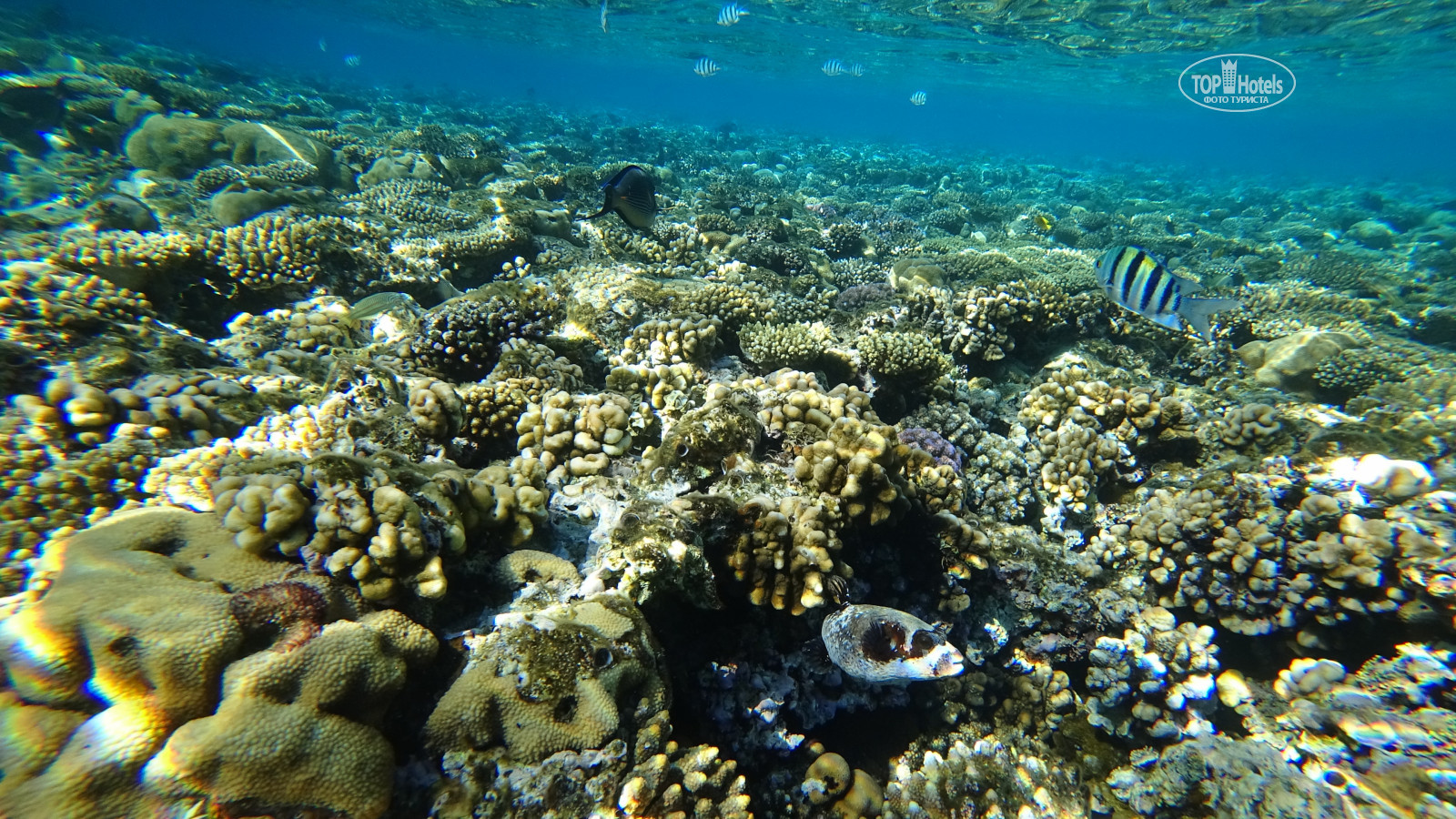 Отели шарма с коралловым рифом. Риф Шарм-Эль-Шейх. Коралловый риф в Шарм Эль Шейхе. Шарм-Эль-Шейх Санрайз Египет море. Египет Хургада риф.