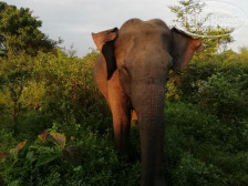 Nature Lovers Family Safari House And Cottage