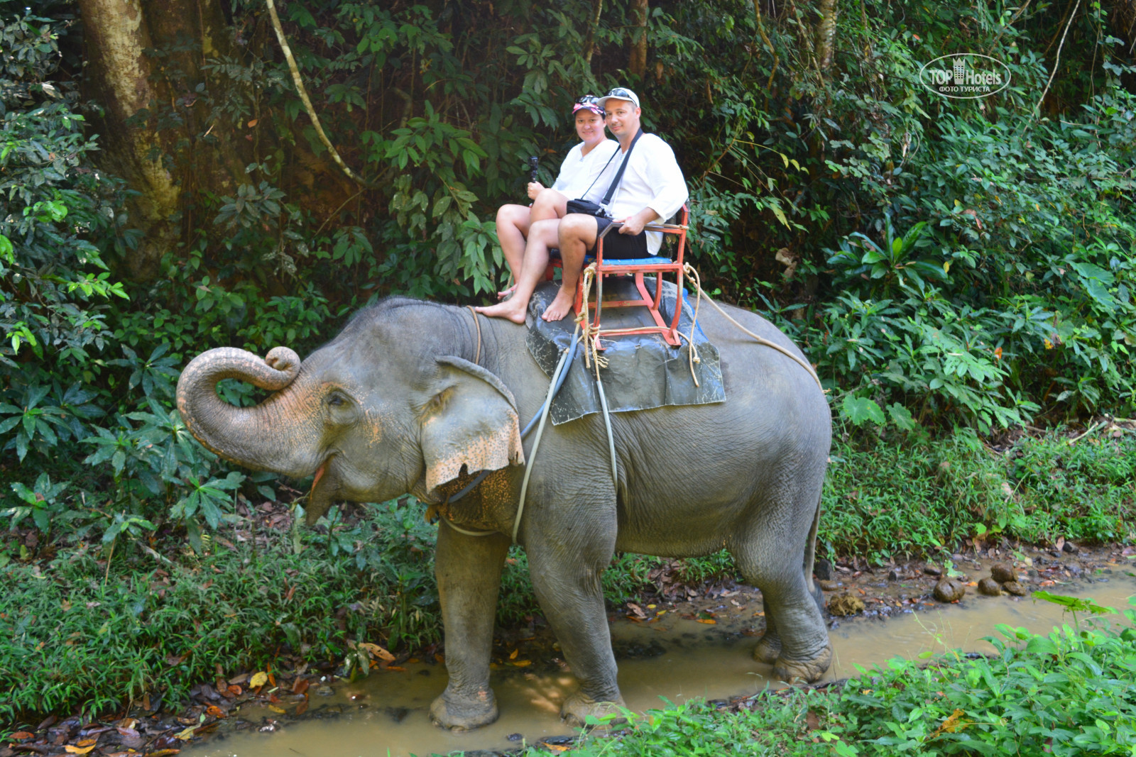 Elephant banana hammock