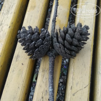 фото из отзыва ID 2122873