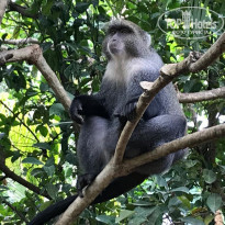 Langi Langi Beach Bungalows 3* обезьяна живет в отеле - Фото отеля