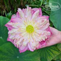фото из отзыва ID 2195196