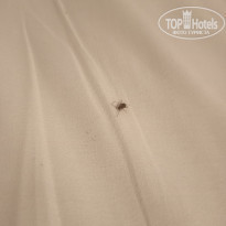 фото из отзыва ID 2222818