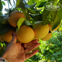 фото из отзыва ID 2240570