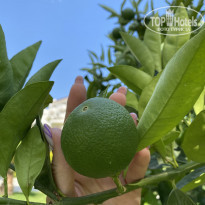 фото из отзыва ID 2273787