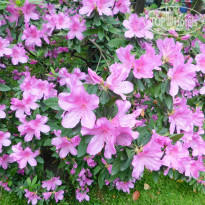 фото из отзыва ID 2275707