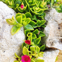 фото из отзыва ID 2276196