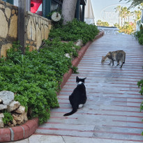 фото из отзыва ID 2303143