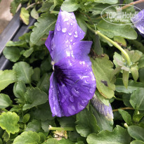 фото из отзыва ID 2327417