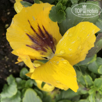 фото из отзыва ID 2327417