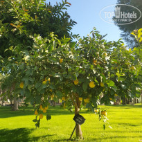 фото из отзыва ID 2329713