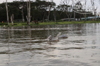 Lake Naivasha Simba Lodge 