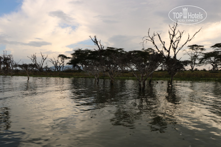 Фотографии отеля  Lake Naivasha Simba Lodge 