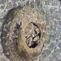 фото из отзыва ID 2601606