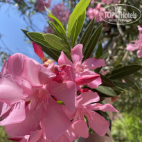 фото из отзыва ID 2609489