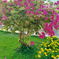 фото из отзыва ID 2618606