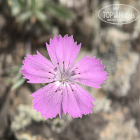 фото из отзыва ID 2624205