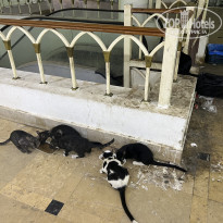 фото из отзыва ID 2625006