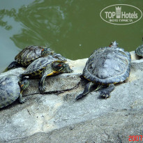 фото из отзыва ID 2638022