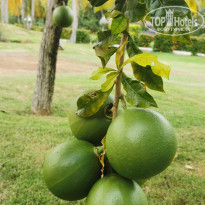 фото из отзыва ID 2642007