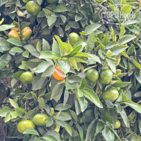 фото из отзыва ID 2642502