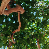 фото из отзыва ID 2644574