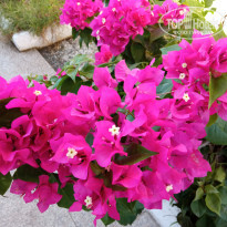 фото из отзыва ID 2646079