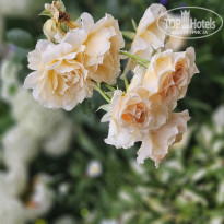 фото из отзыва ID 2646782