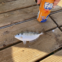 фото из отзыва ID 2646843