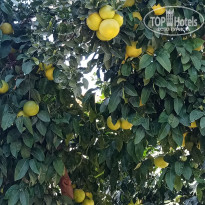 фото из отзыва ID 2646124