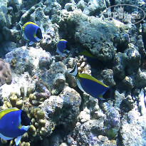 фото из отзыва ID 2650550