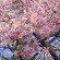 фото из отзыва ID 2654293