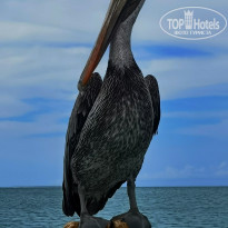 фото из отзыва ID 2655248