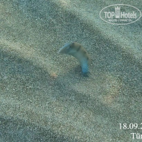 фото из отзыва ID 2655361