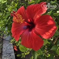 фото из отзыва ID 2655859