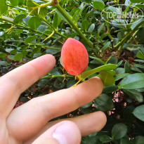 фото из отзыва ID 2655859