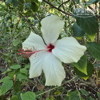 фото из отзыва ID 2655859