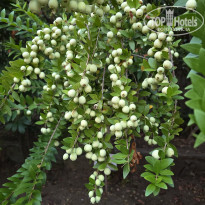 фото из отзыва ID 2655859
